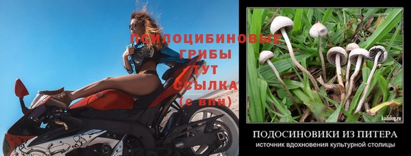 PSILOCYBIN Коряжма